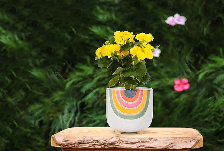 Large Rainbow Planter with Legs